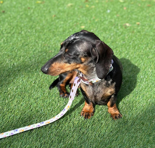 Waterproof Biothane Dog Collar & Lead Set: Rose Gold Hardware