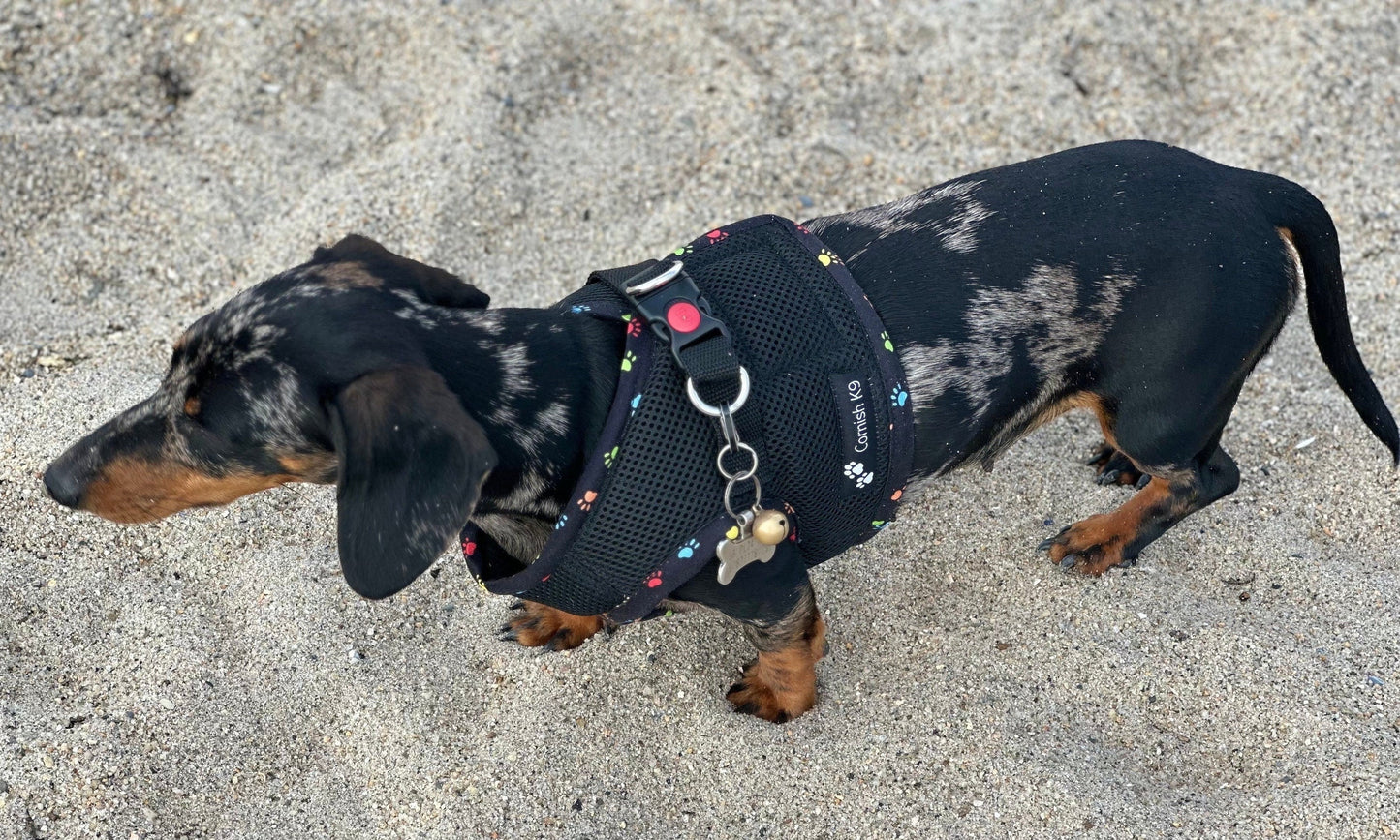 Made-to-Order Dachshund Harness: Black Spacer Mesh, Paw Print Trim