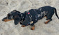 Made-to-Order Dachshund Harness: Black Spacer Mesh, Paw Print Trim
