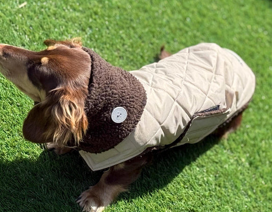 Waterproof Quilted Dachshund Coat: Sherpa Fleece Lined, Windproof