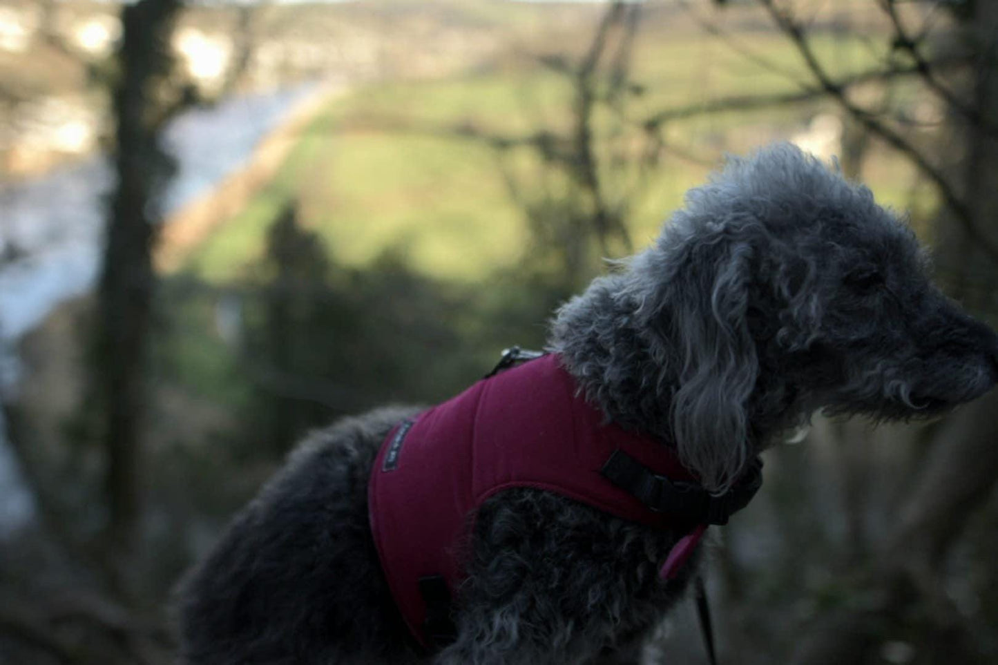 Made-to-Measure Corduroy Dog Harness: Fleece Lined, Adjustable Fit