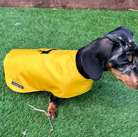 Waterproof Dachshund Coat: Lightweight Nylon, Cotton Lined, Travel Dog Coat