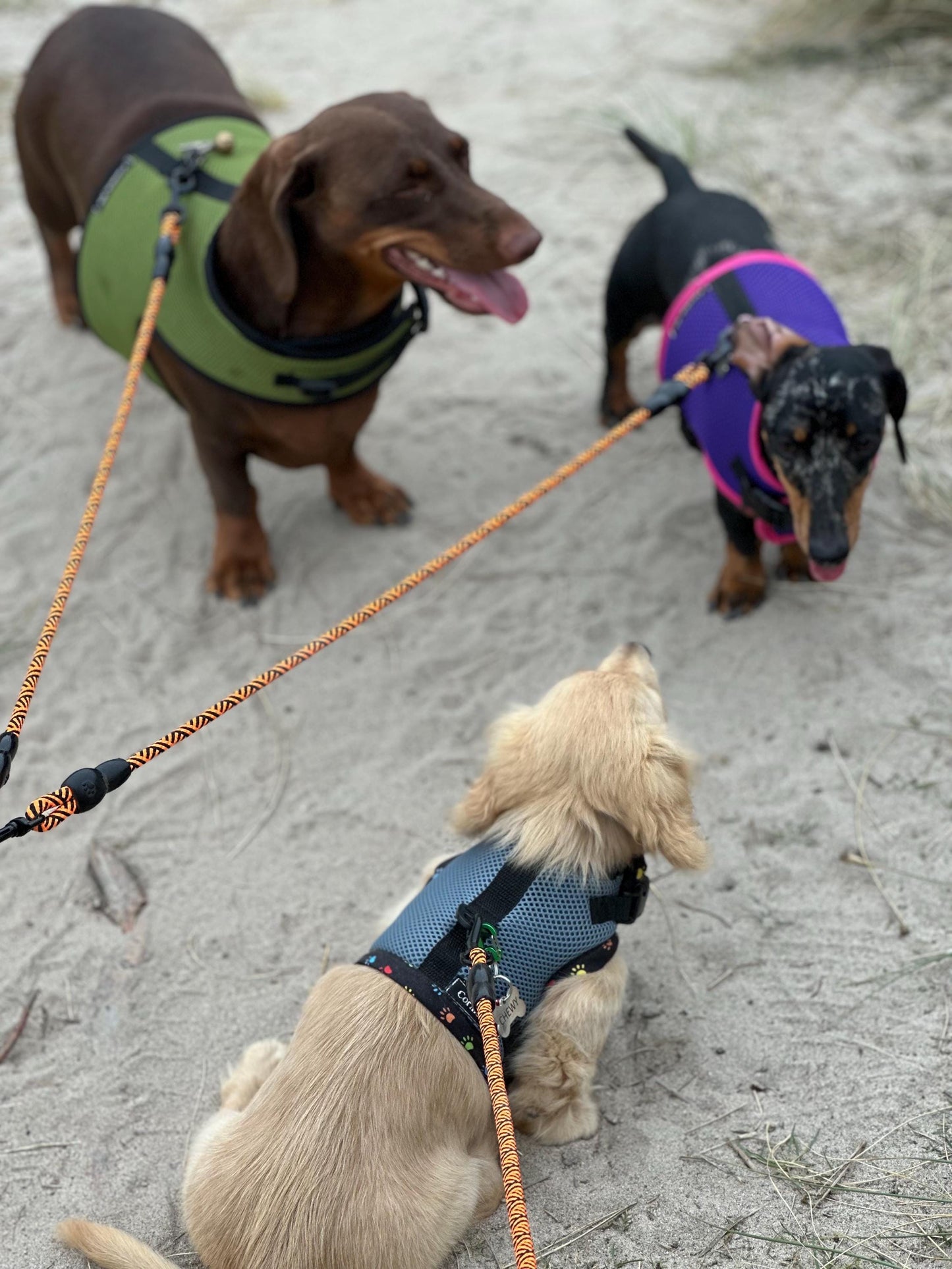 Dachshund Harness: Green Spacer Mesh, No-Rub Design