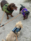 Dachshund Harness: Green Spacer Mesh, No-Rub Design