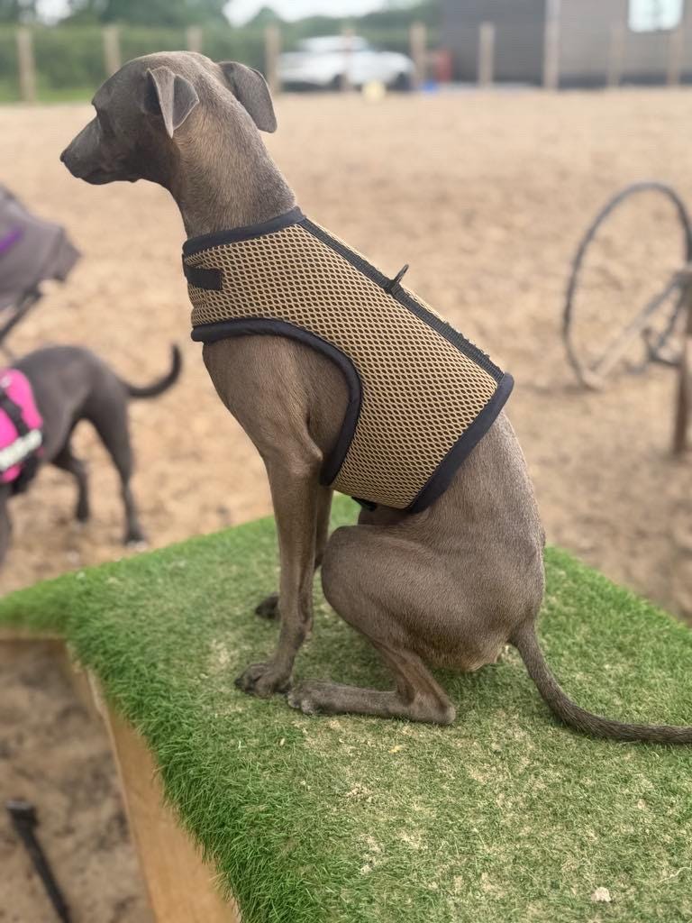Italian greyhound harness ,dog harness ,made to measure dog harness ,no arm pit rub harness,rub free harness