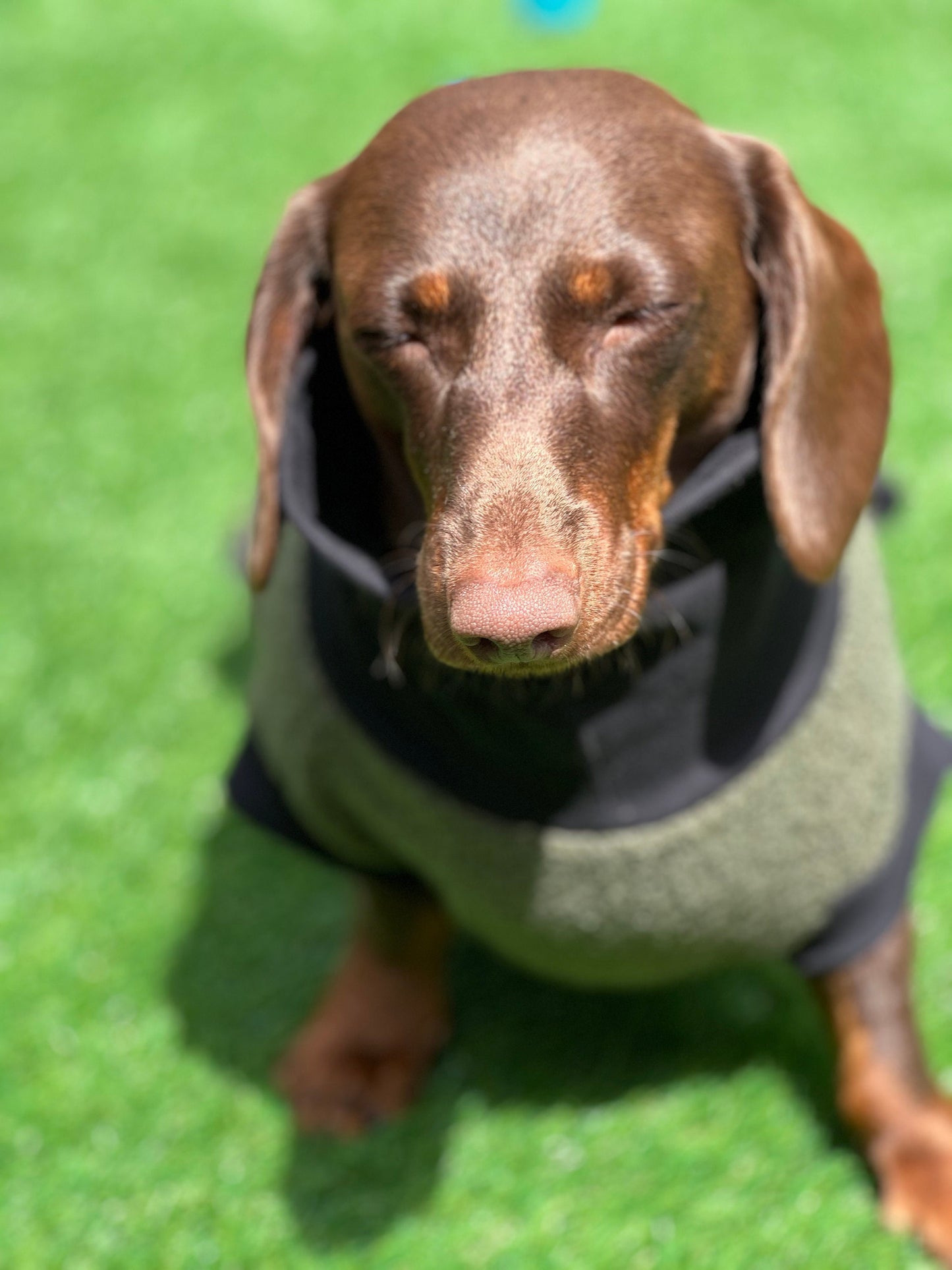 Boucle Fleece Dachshund Onesie: Cozy Small Dog Jumper