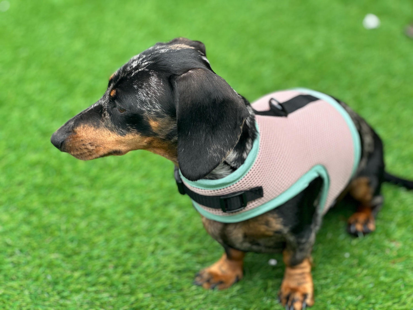 Dachshund harness ,dog harness ,dachshund dog vest ,no arm pit rub harness,rub free harness
