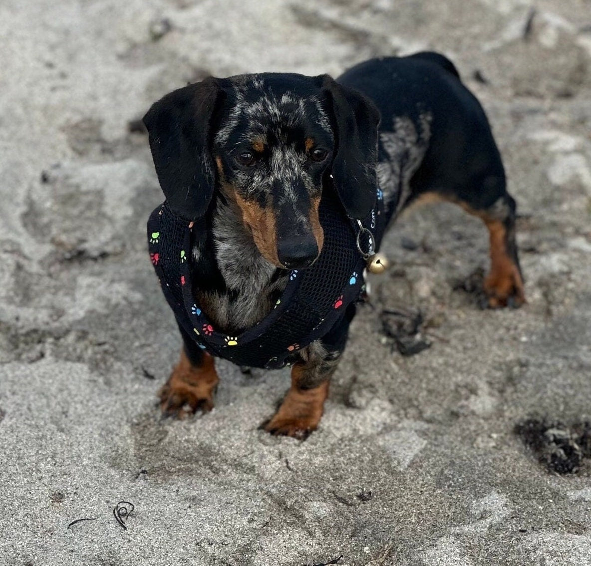 Made-to-Order Dachshund Harness: Black Spacer Mesh, Paw Print Trim