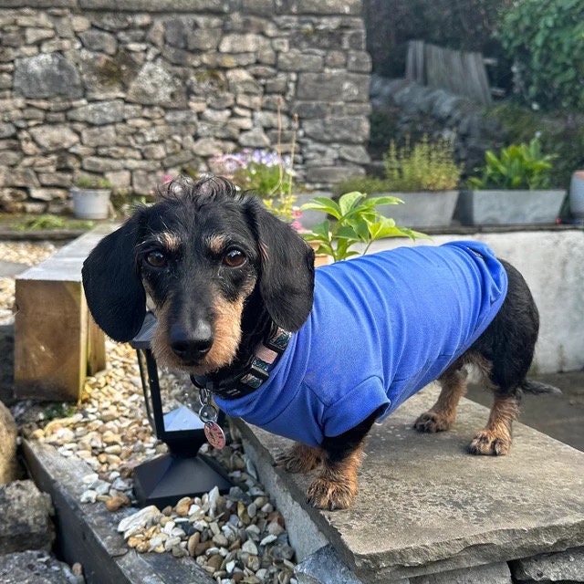 Bamboo Dachshund T-Shirt: Anti-Allergy Cooling Dog Top