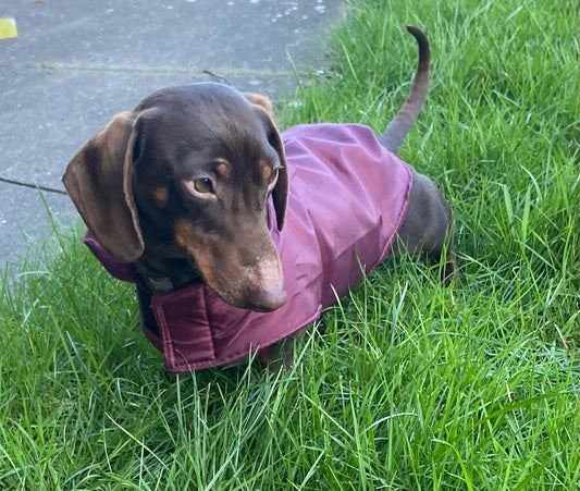 Waterproof Dachshund Coat: Lightweight Fleece-Lined Dog Raincoat