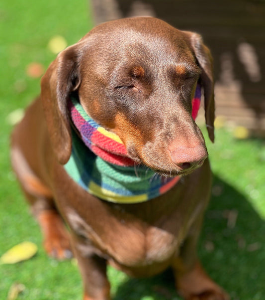 Dachshund Tartan Fleece Snood: Dog Neck Warmer