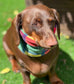 Dachshund Tartan Fleece Snood: Dog Neck Warmer