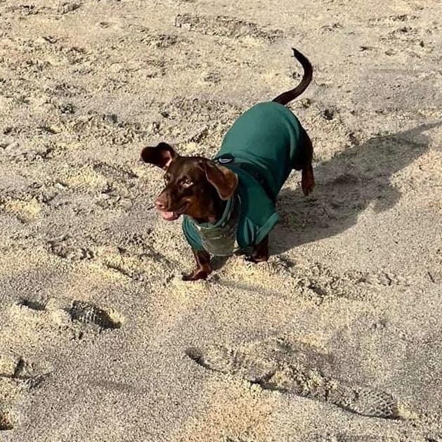 Dachshund neoprene jumper with water resistant belly panel