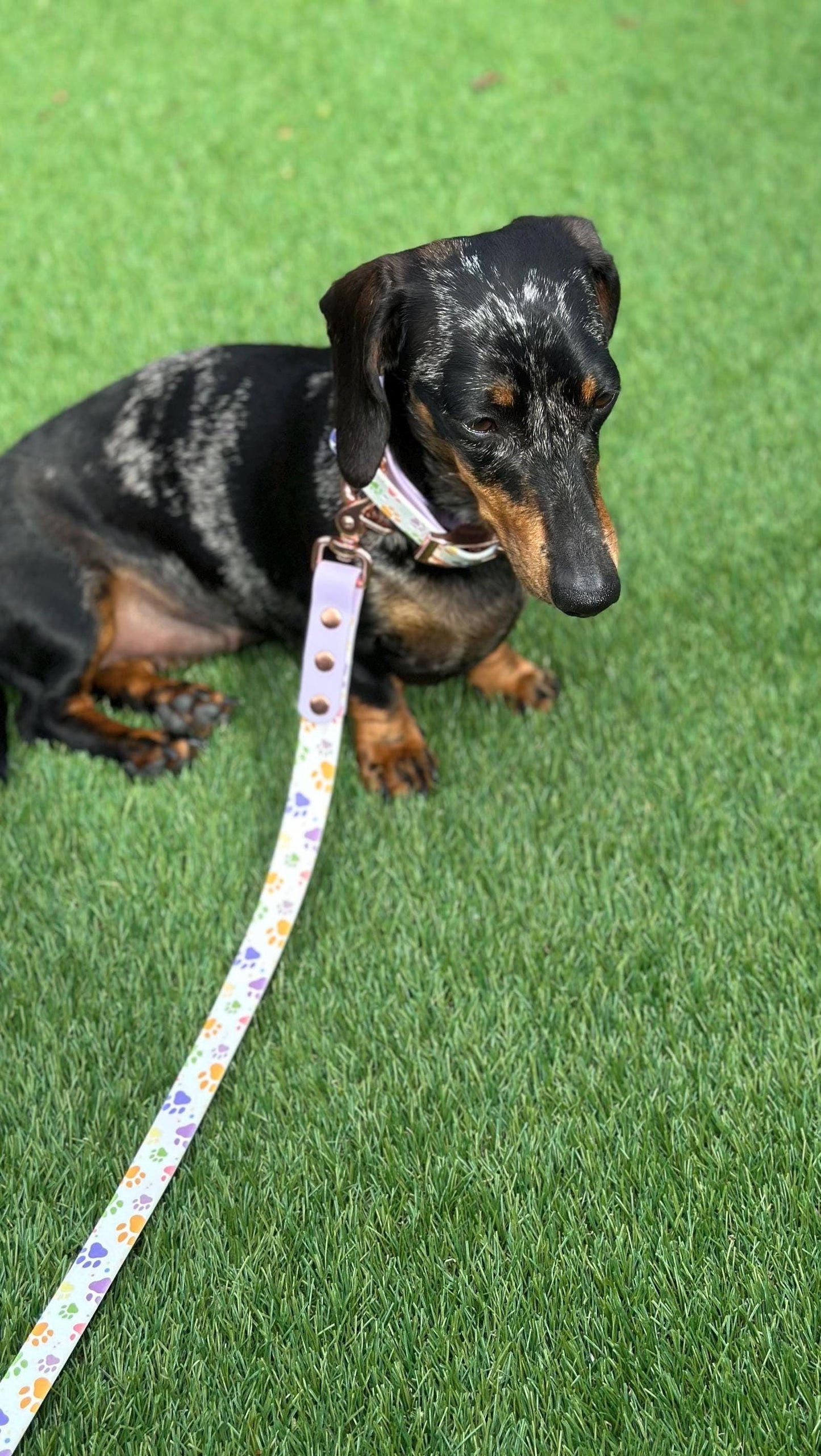 Waterproof Biothane Dog Collar & Lead Set: Rose Gold Hardware