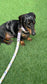 Waterproof Biothane Dog Collar & Lead Set: Rose Gold Hardware