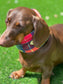 Dachshund Tartan Fleece Snood: Dog Neck Warmer