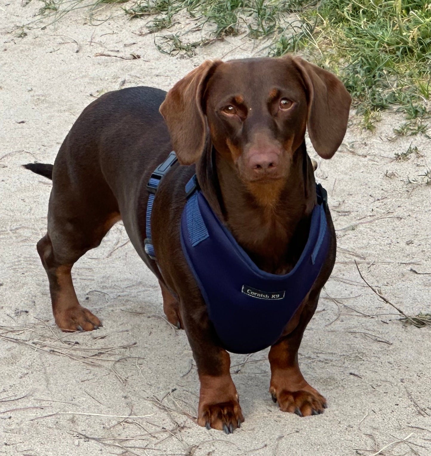 Dachshund Neoprene Dog Harness: Padded No-Choke Design