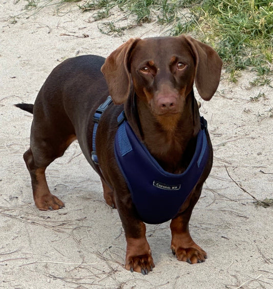 Dachshund Neoprene Dog Harness: Padded No-Choke Design