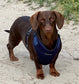 Dachshund Neoprene Dog Harness: Padded No-Choke Design