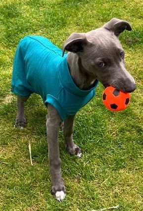 Cotton Jersey Italian Greyhound Cooling Top: Washable Dog Jumper