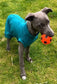 Cotton Jersey Italian Greyhound Cooling Top: Washable Dog Jumper