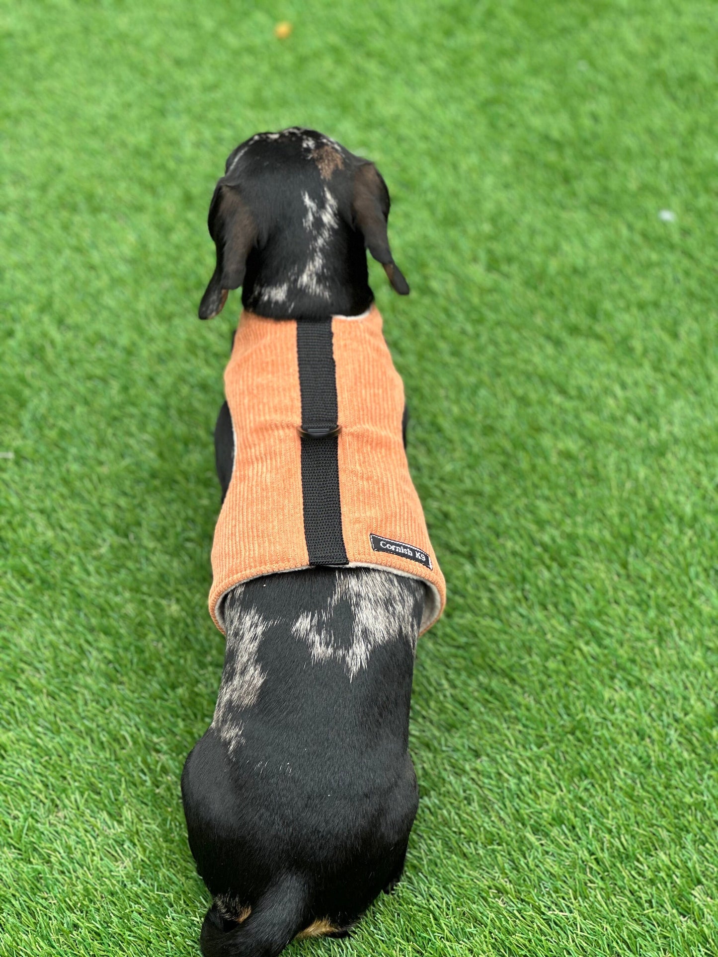 Corduroy Dachshund Harness: Fleece Lined, Adjustable Dog Vest