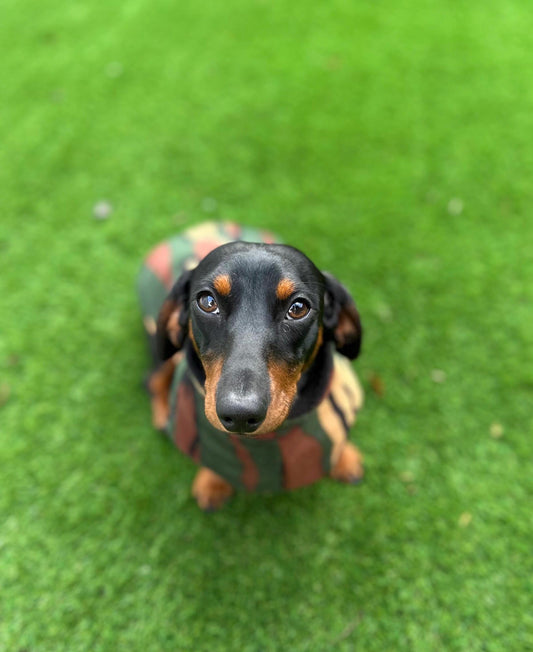 Fleece Dachshund Coat: Water Repellent Dog Jumper, Custom Fit