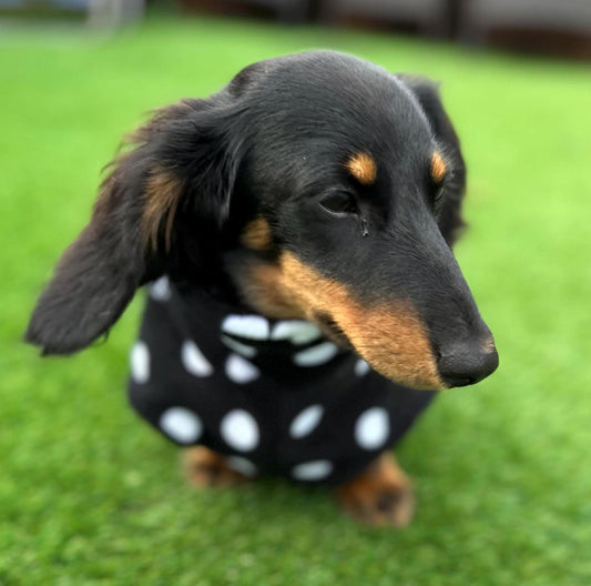 Fleece Dachshund Coat: Water Repellent Dog Jumper, Chest Cover