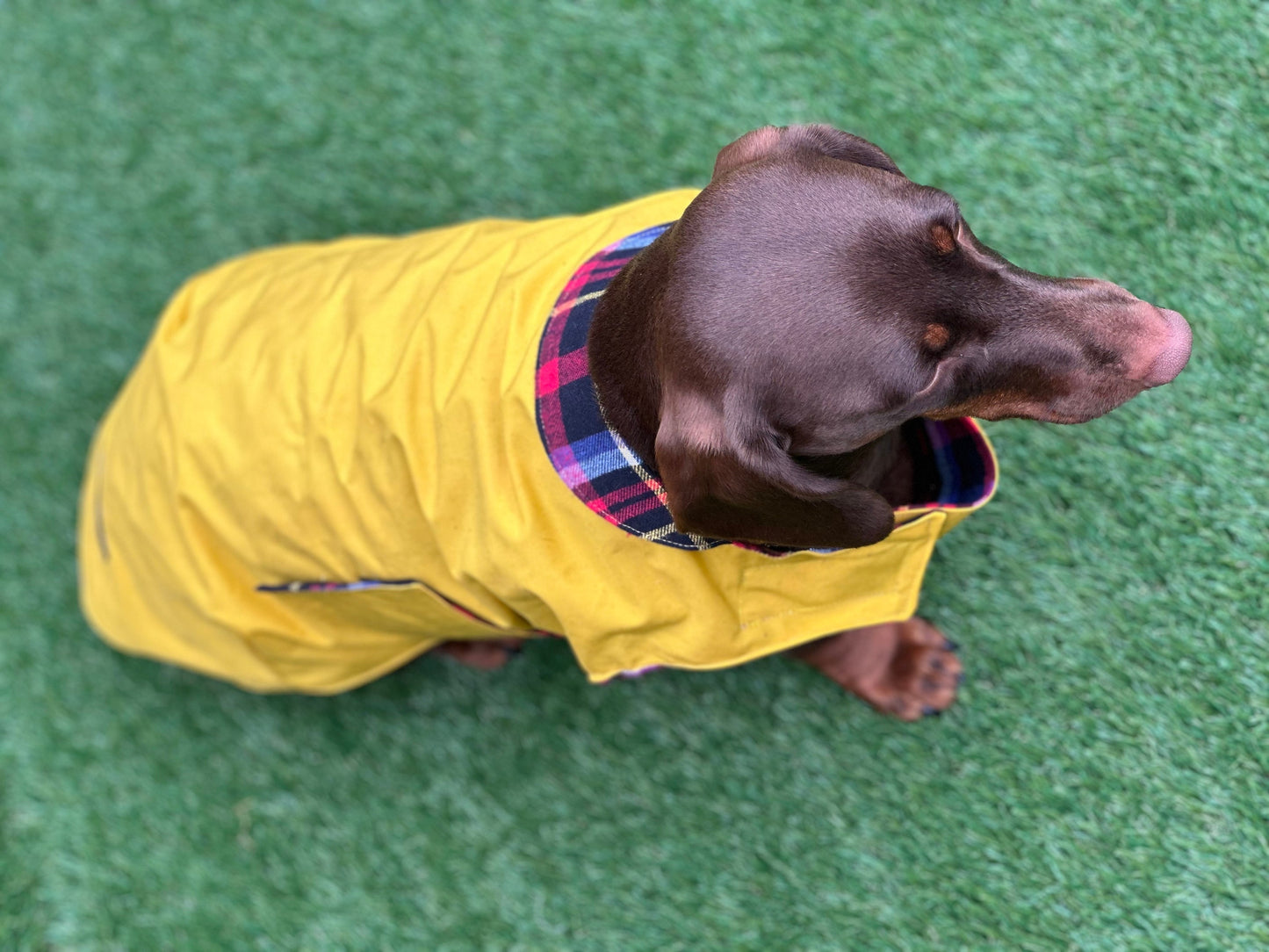 Waterproof Dachshund Dry Wax Canvas Coat: Chest Covering, Harness Option