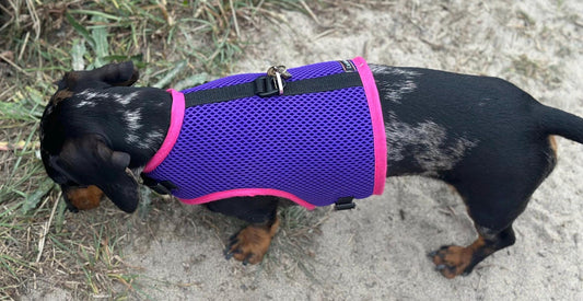 Dachshund harness ,dog harness ,dachshund dog vest ,no arm pit rub harness,rub free harness