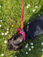 Waterproof Biothane Dog Collar & Lead Set: Silver Hardware, Small (11-13 inch neck)