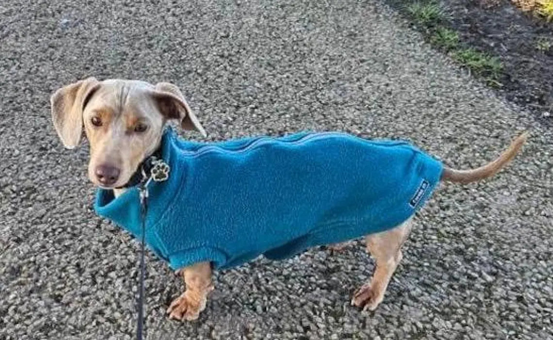Dachshund Fleece Dog Jumper: Water & Mud Repellent, Zipped Tankie.