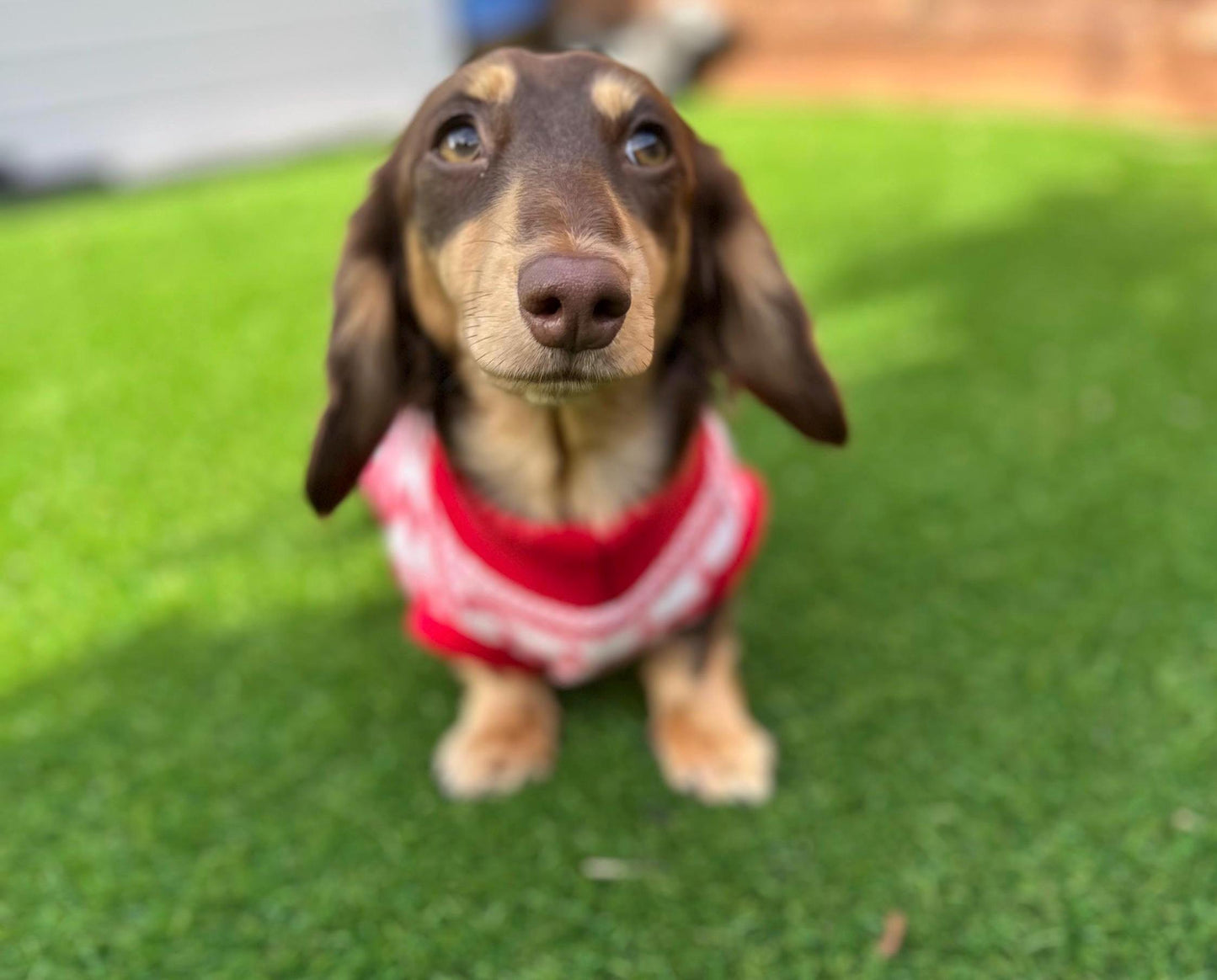 Dachshund Christmas Fleece Jumper: Water Repellent Dog Coat