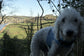 Dog Waterproof harness ,dog harness ,Waterproof dog vest ,no arm pit rub harness,made to measure