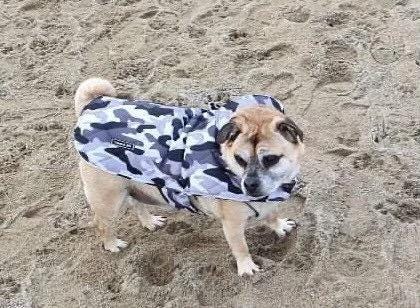 Dachshund Quilted Camouflage Dog Coat: Water-Resistant Fleece Lined