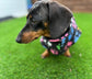 Fleece Dachshund Coat: Water Repellent Dog Jumper, Custom Fit