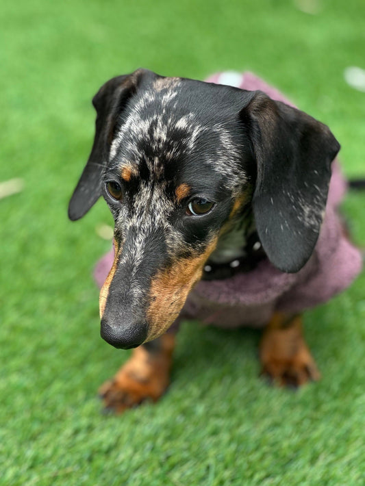 Dachshund Bamboo Drying Robe: Antibacterial Zipped Dog Towel