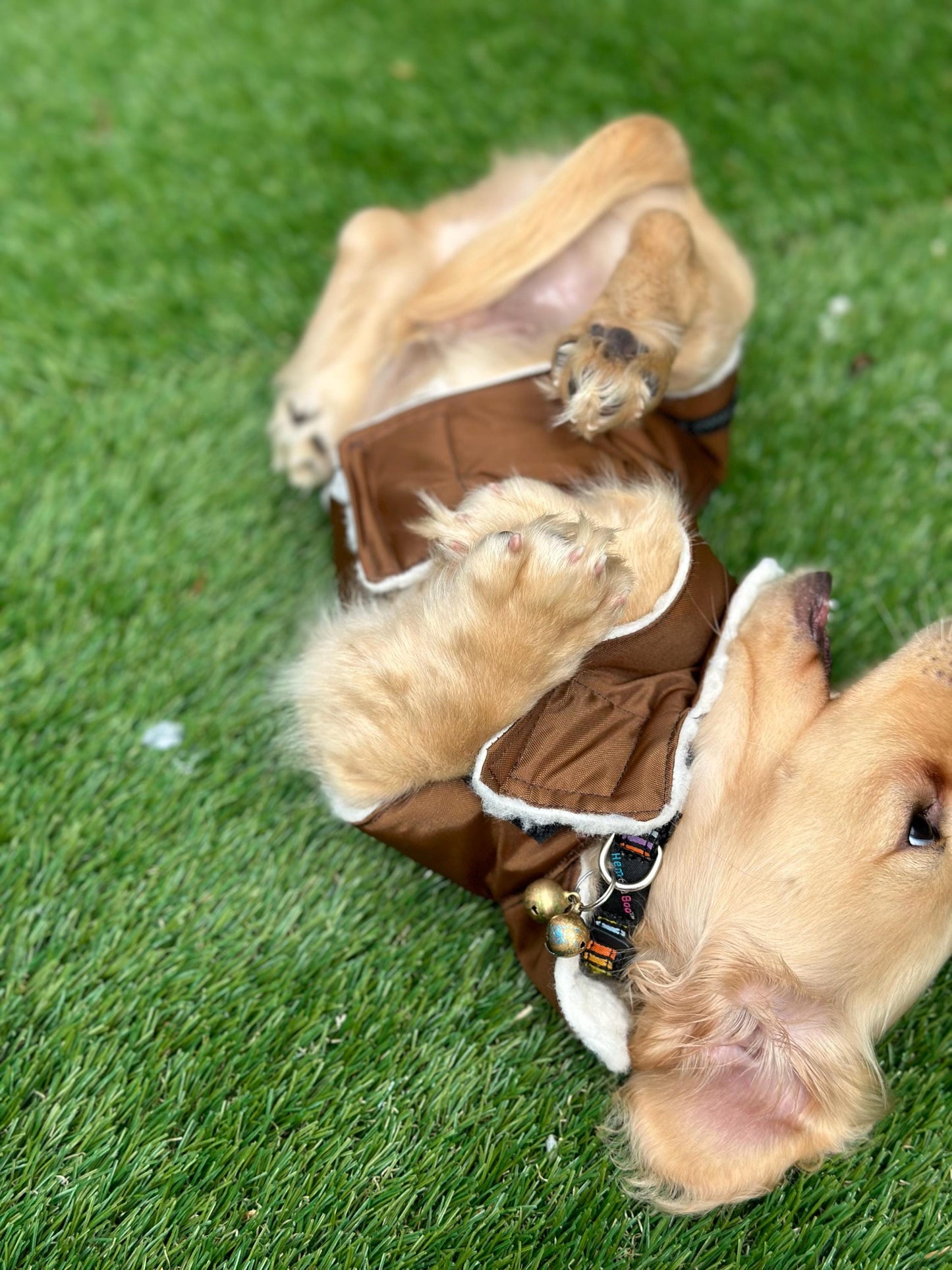 Waterproof Dachshund Coat: Sherpa Fleece Lined, Hideaway Harness Hole