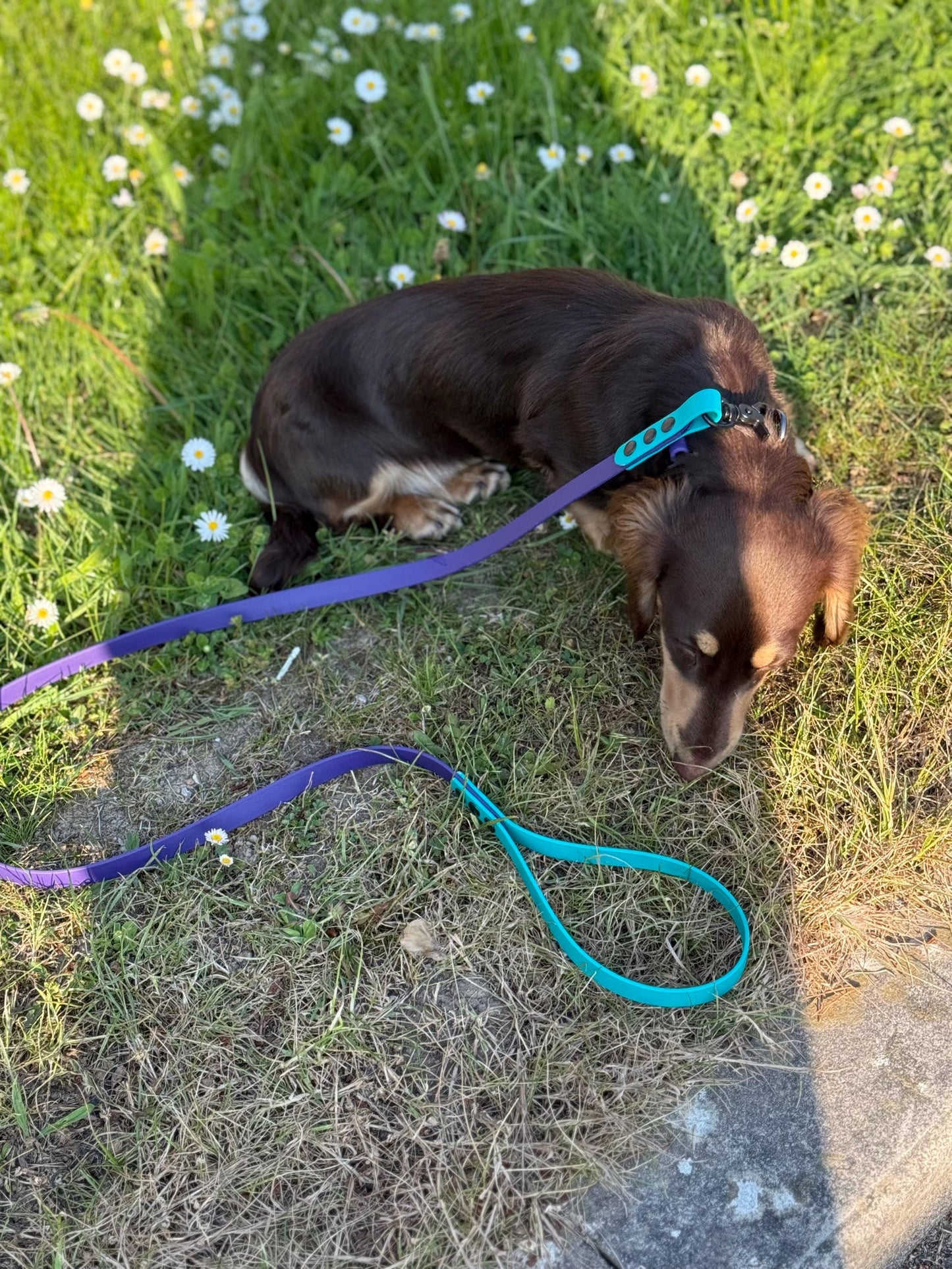 Waterproof Biothane Dog Collar & Lead Set: Small Breed, Quick Release