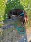 Waterproof Biothane Dog Collar & Lead Set: Small Breed, Quick Release