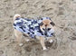 Dachshund Quilted Dog Coat: Water-Resistant Fleece Lined