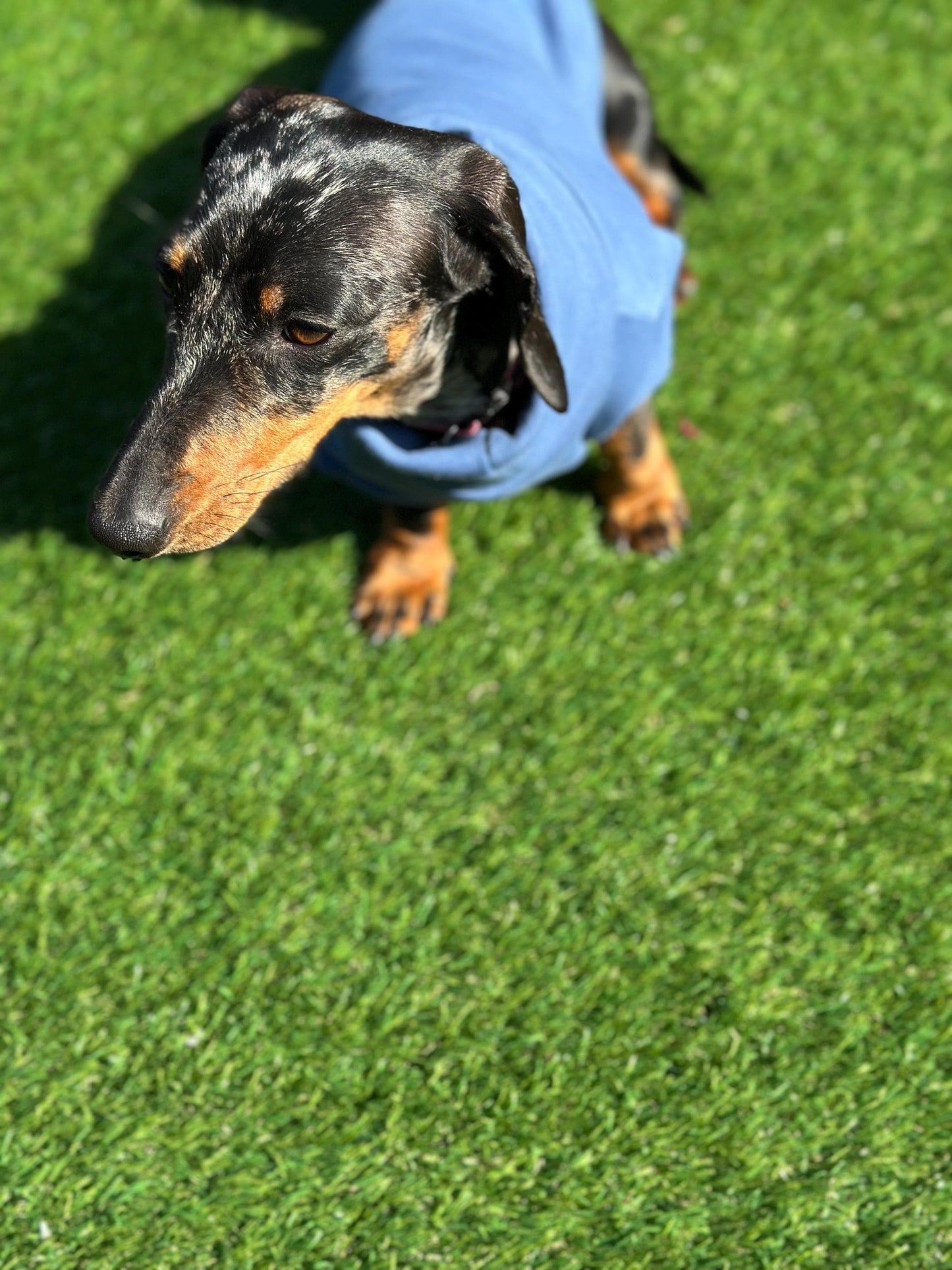 Dachshund Fleece Sweatshirt: Washable Dog Jumper