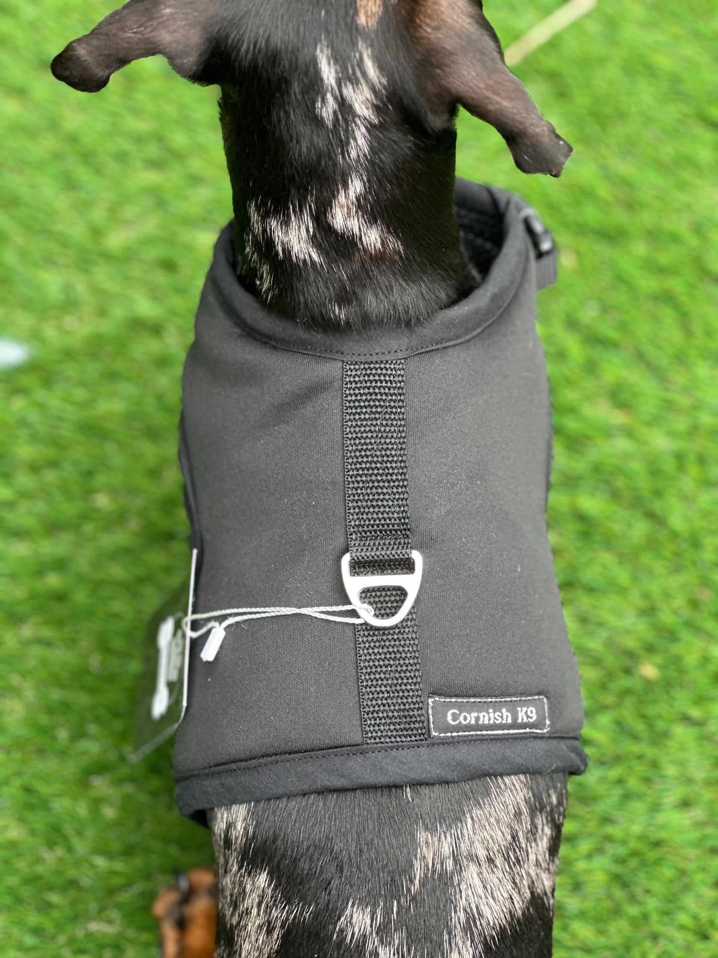 Dachshund made to measure Neoprene Dog Harness: No-Rub Comfort Vest