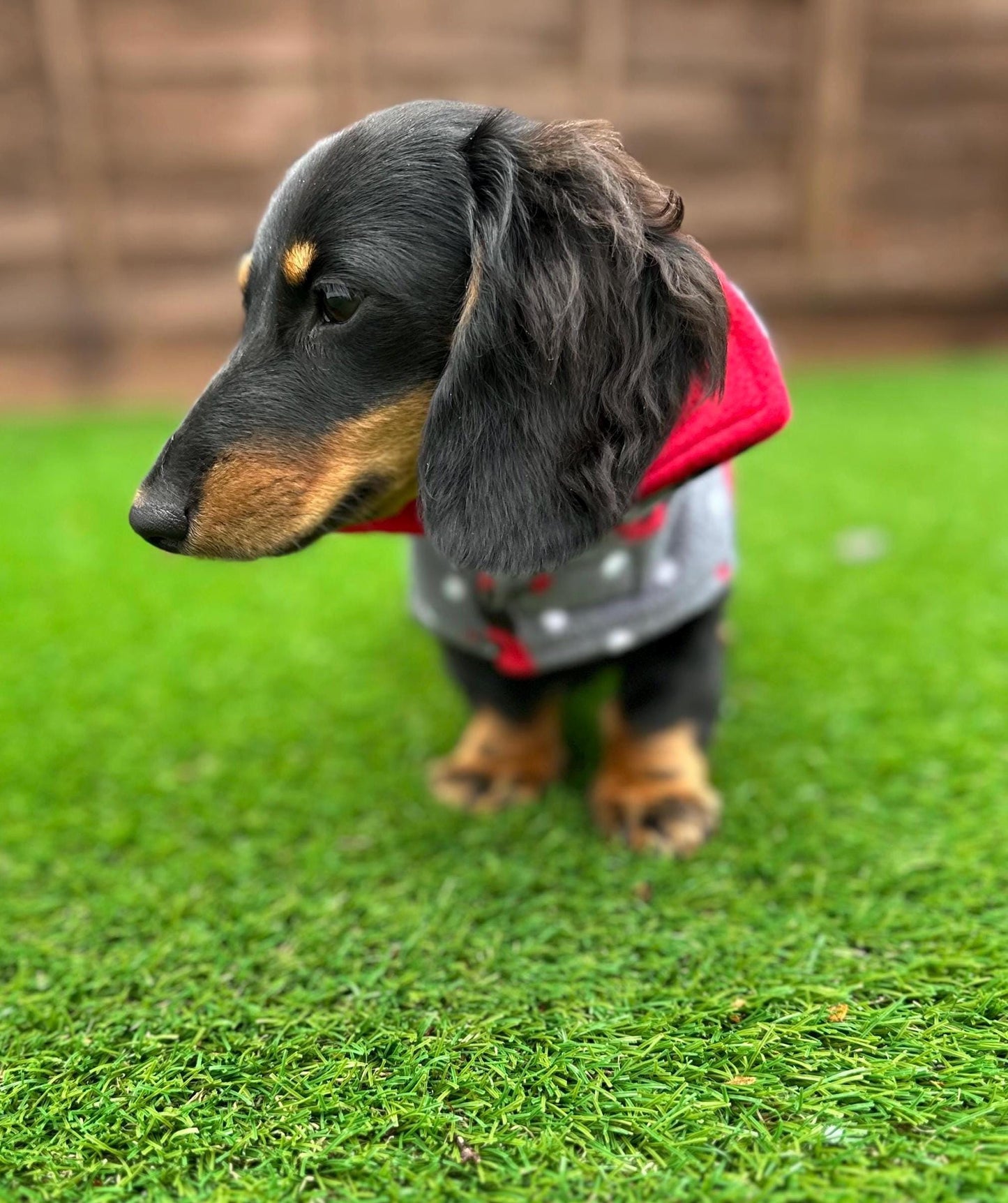Dachshund Fleece Dog Coat: Double Layered, Harness Hole, Handmade