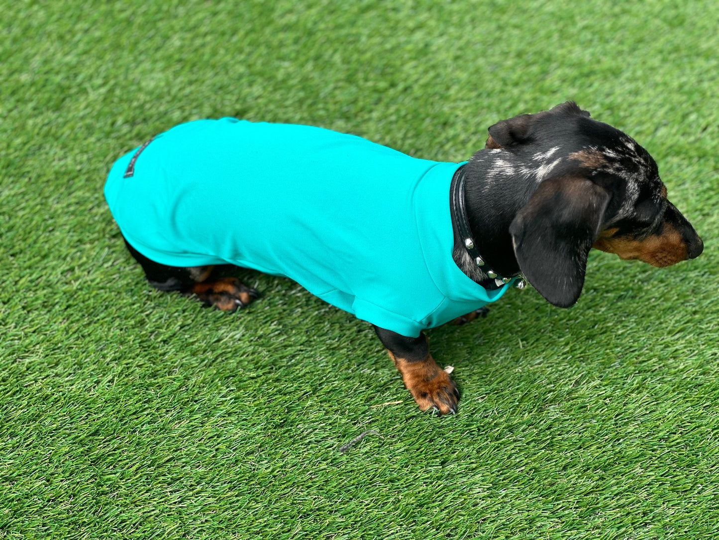 Dachshund Lycra Cooling Top: Moisture-Wicking Dog Jumper