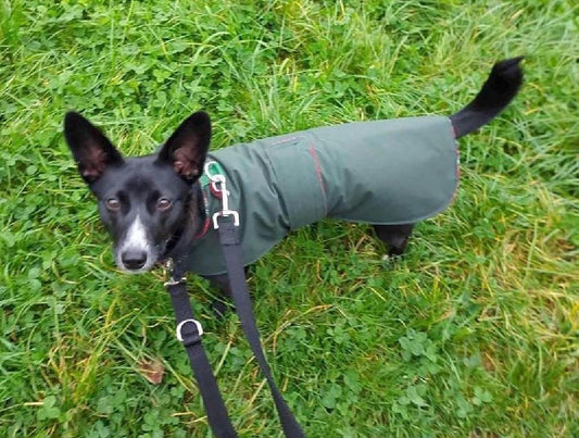 Waxed Cotton Dachshund Dog Coat: Waterproof Winter Pet Apparel