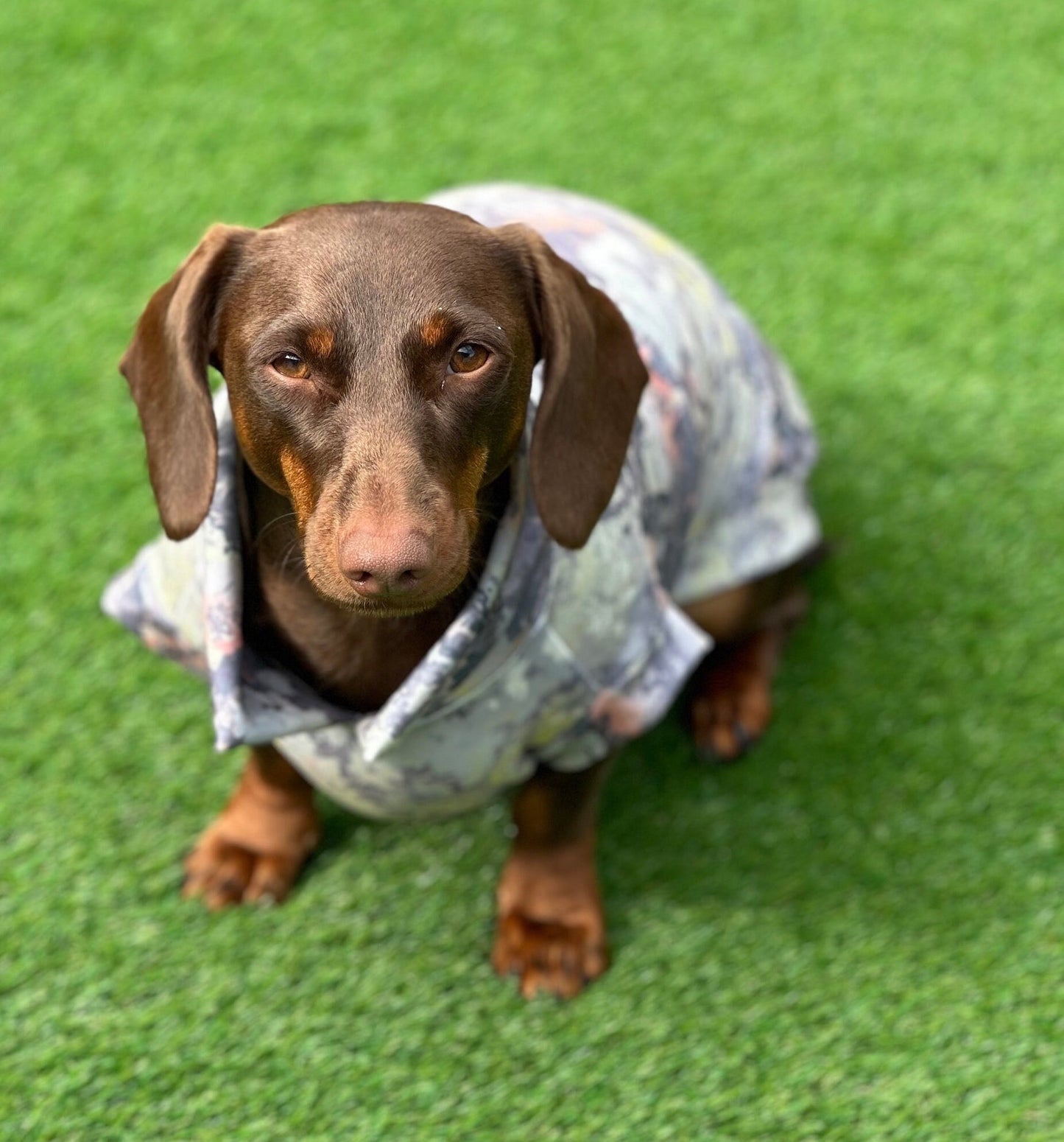Dachshund Scuba Crepe Jumper: Washable Dog Tank Top