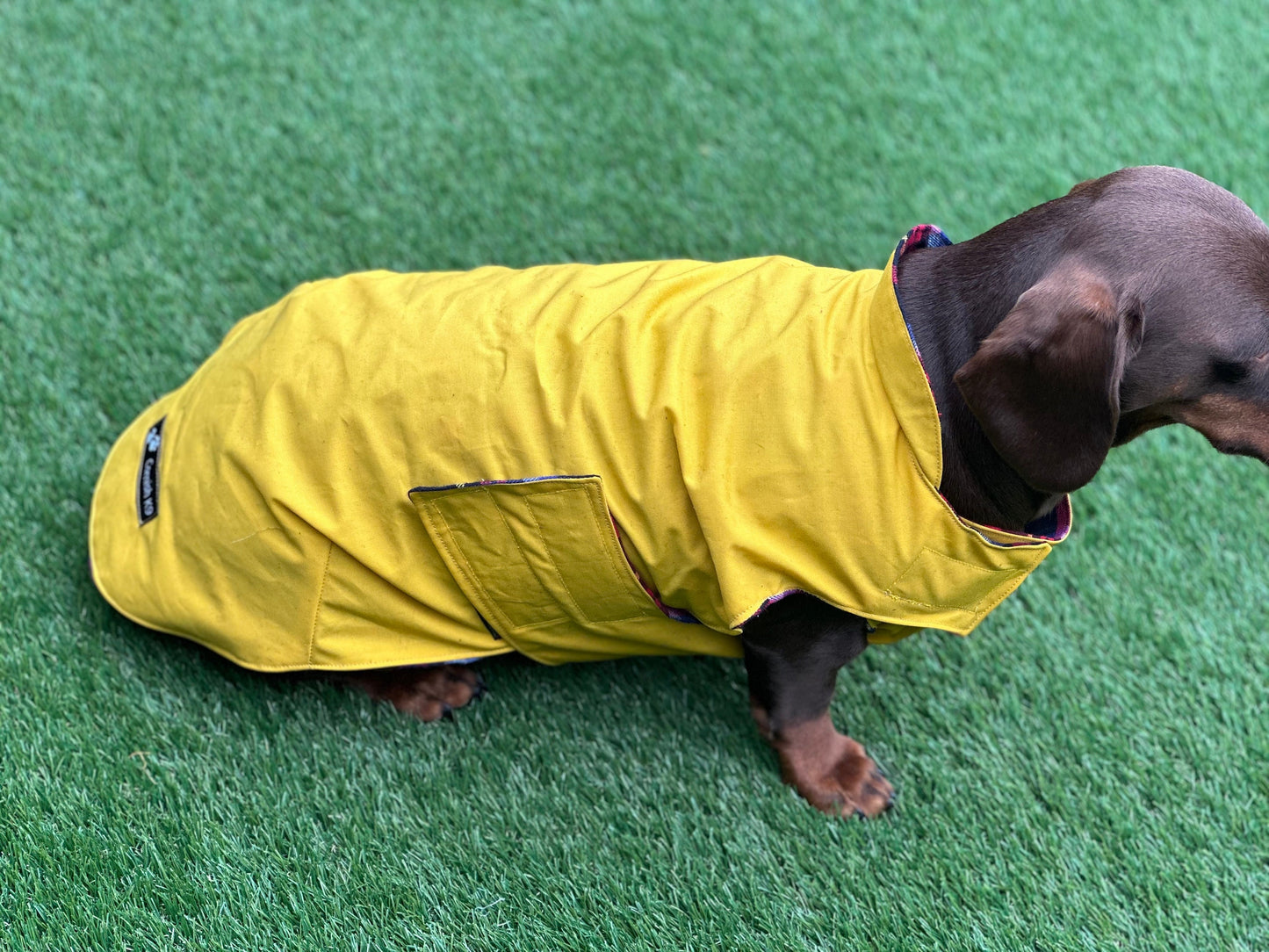 Waterproof Dachshund Dry Wax Canvas Coat: Chest Covering, Harness Option