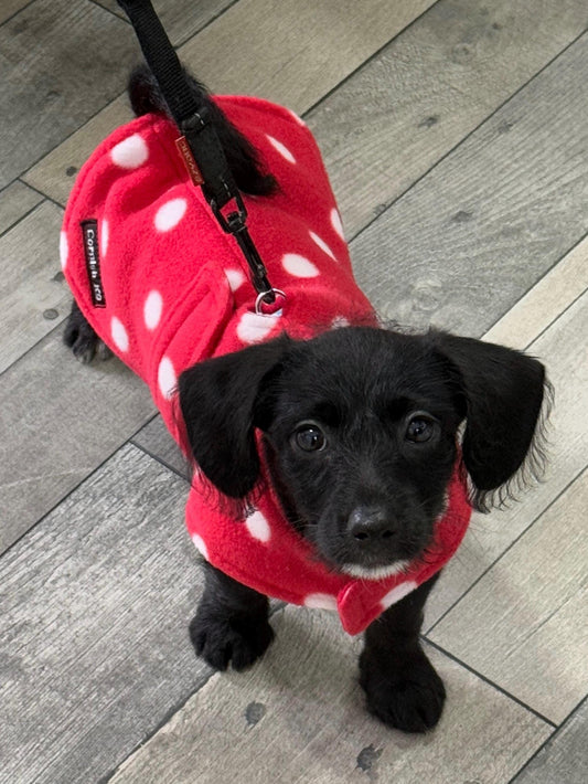 Double Layered Fleece Dog Coat: Red Polka Dot, Water Repellent