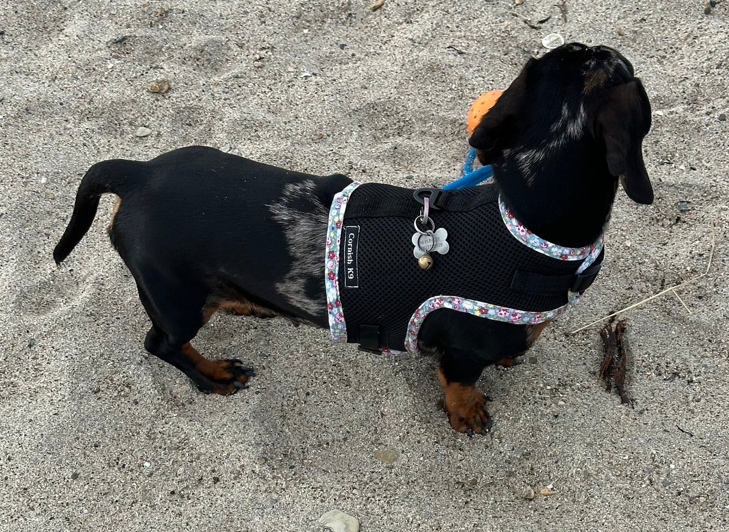 Made-to-Measure Dachshund Harness: Rub-Free Spacer Mesh, Custom Trim
